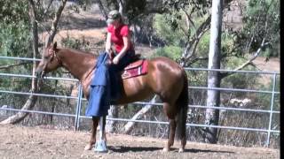 preview picture of video 'AQHA Mare Named 'Reba' Going Over Obstacle Course'