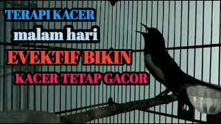 Download lagu TERAPI KACER MALAM HARI EVEKTIF BIKIN KACER TETAP GACOR‼️‼️ mp3
