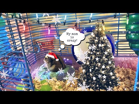 Making My Hamster Get In The Holiday Spirt 🎄