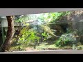 Evasive Action Monitor Lizard Hiding Underwater