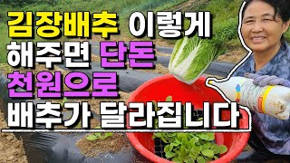 김장배추 이렇게만 해주면 뿌리가 굵고 크게! 꼭해주세요 단돈천원으로 2023 대한민국농업박람회