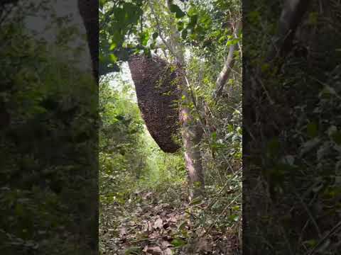 Пчеловодство. Супер рой в тропическом лесу. #пчеловодство #пчёлы #shorts