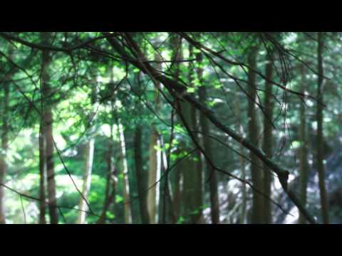 ☽ .:. walking in a dreamy forest (crunchy leaves, walking sound)