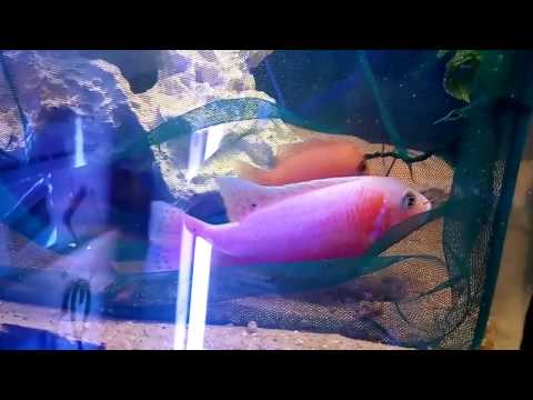 Stefafan´s - Malawicichliden ... Einblick in den Keller 2016 Teil2 (Sciamomocromis Aline)