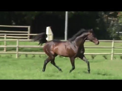 Jay Peg - Turf Talk 2016 (Tellytrack)