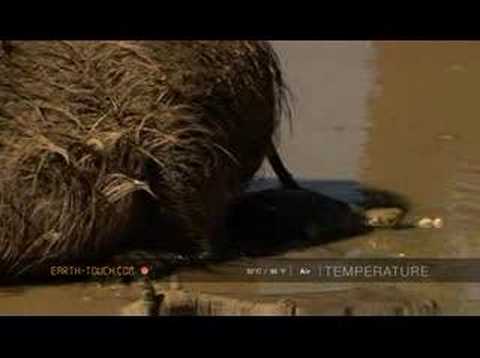 Warthogs lounge at a pool