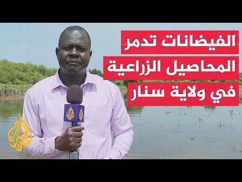 فيديو | الدفاع المدني السوداني: الفيضانات تسببت في إتلاف المزارع المطلة على النيل الأزرق في ولاية سنار