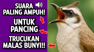 Download lagu Suara Trucukan Gacor Ngalas & Ropel - Pancingan Terbaik Agar Cepat Bunyi mp3