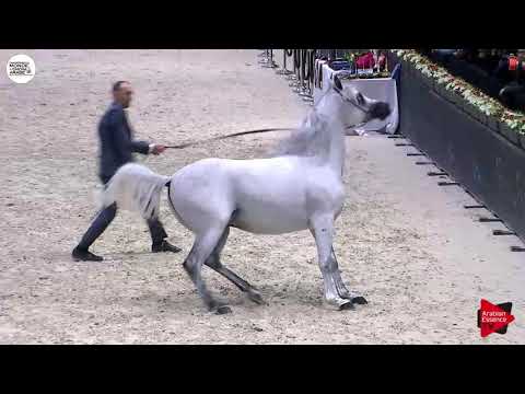 N.137 ES SARAB - Paris 2018 - Senior Stallions (Class CM 6A)