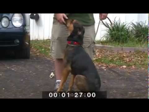 Adam Pages - K9's for Veterans