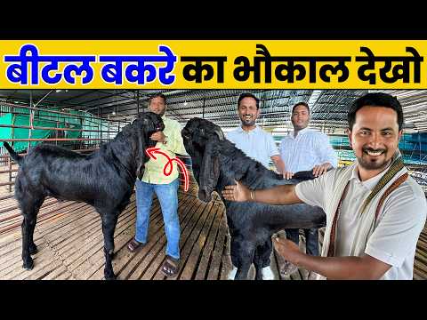 किसान बना Goat Farming का King 👑🐐 असली Beetal Breed का जबरदस्त PROFIT 💸 | Indian Farmer