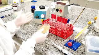 Microbiologia - Técnica de diluição seriada; Plaqueamento em superfície.