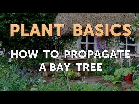 How to Dry an Overwatered Plant