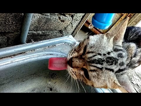 HOW MY CAT DRINK WATER?