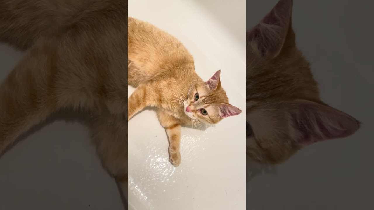 Gillespie, an adopted Domestic Short Hair in Mississauga, ON video 2/6