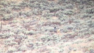 SEMI LIVE MULE DEER HUNT | EPISODE 2