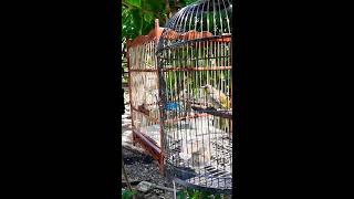 Download lagu Suara Merbah Lekir nyaring 🔥 Padat 🔥 mp3 Download lagu Suara Merbah Lekir nyaring 🔥 Padat 🔥 mp3