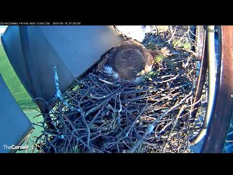 Early Morning Stick Delivery and Vocalizations On Cornell Hawks Cam – April 12, 2019