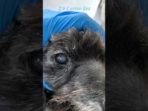 Cataratas | ¿Tu perro se está quedando ciego? #perro #pantalonescortos #veterinaria