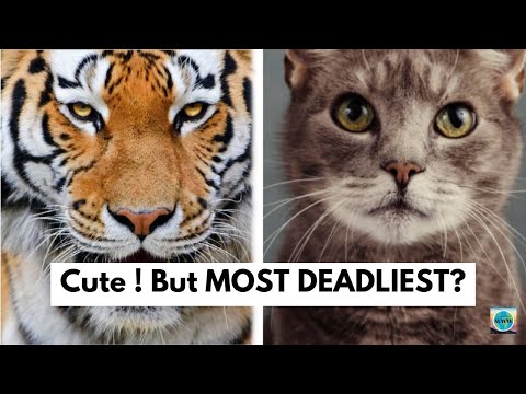 40 Wildcat species | List of total Wildcat species in the world | Scientific names