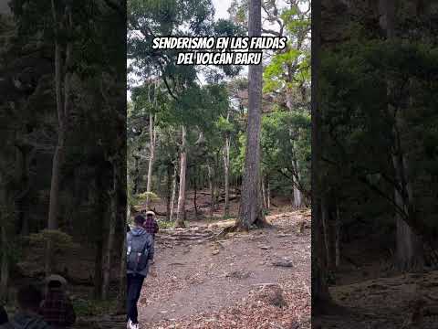 Senderismo en las faldas del volcán baru🇵🇦 #trekking #senderismo #senderismo #panama #turismo