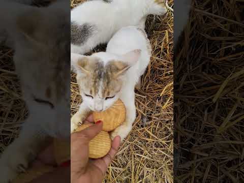 #sayana #cat #funny #cartoon #cute #youtubeshort