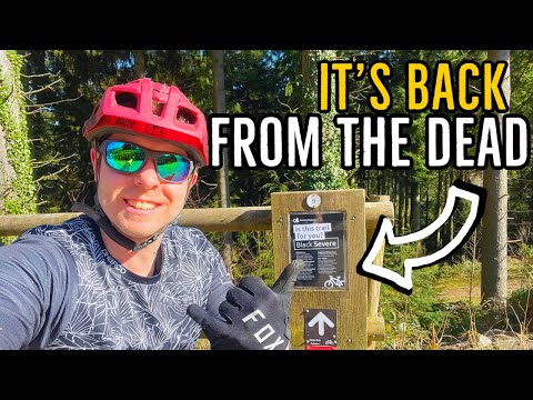 Haldon Forest Black Trail is Open Again