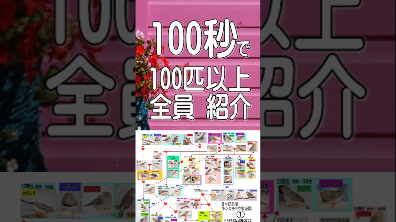 100秒で100匹以上全員紹介動画｜きゃぴあてれび KYAPIA TV
