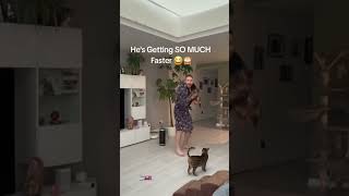 #cutecats #funny #pets #cute #funnyanimals #funnyvideo