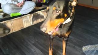 Daisy the great dane pup comes to visit Logan.