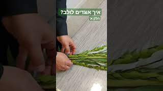 איך אוגדים את הלולב? חלק א'