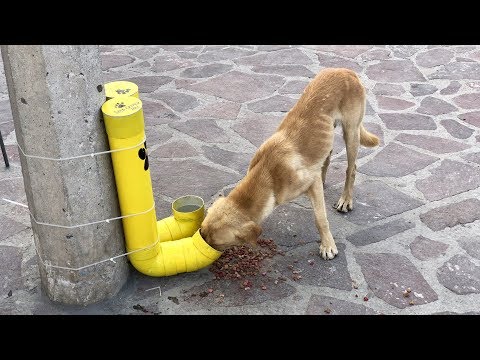 Feeding Stations for Street Dogs in Mexico? 🔴