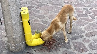 Feeding Stations for Street Dogs in Mexico? 🔴