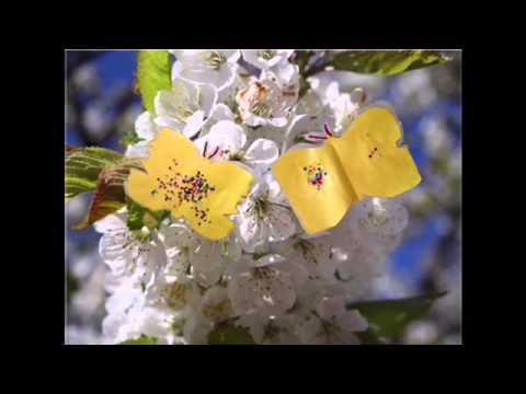 Kan ni hitta blommor som ser olika ut?