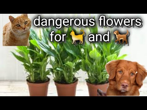 11 dangerous flowers for cats (toxic plants for dogs and cats)