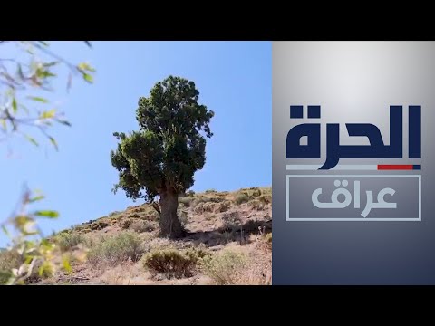 شاهد بالفيديو.. مبادرة للجامعة الأميركية في السليمانية لحماية أشجار البلوط