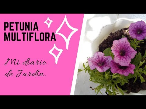 Callisia Repens Cuidados Y Cultivo Mi Diario De Jardín - 