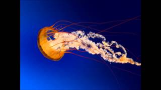 忘了我(cover by J.W)