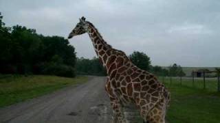 preview picture of video 'Trip to The Wilds in Ohio - Giraffe get Close'