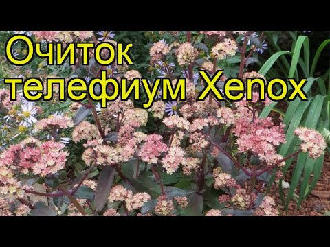 download lagu mp3 mp4 Sedum Telephium Xenox, download lagu Sedum Telephium Xenox gratis, unduh video klip Sedum Telephium Xenox