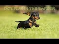 Dog Run In The Garden ‍ ️