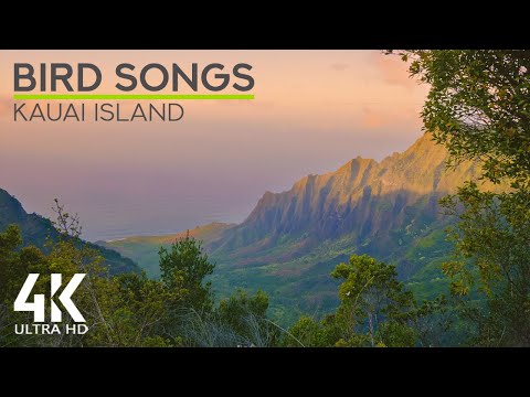 8 HOURS Merry Birds Singing in the Mountains - 4K Scenery of Pu'u O Kila Lookout, Hawaii