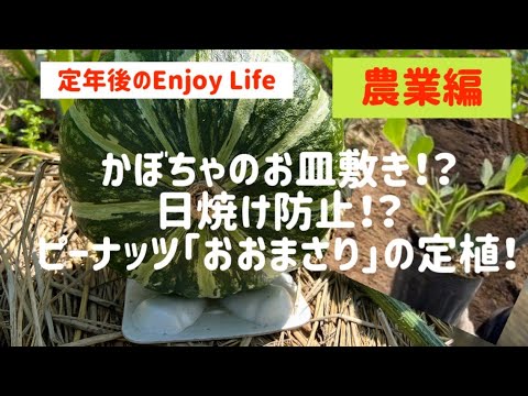 , title : '定年後のEnjoy Life　農業編　かぼちゃのお皿敷きと日焼け防止＆おおまさりの定植はこれだ！'