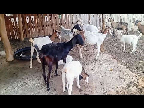 Fomos até a fazenda arara município terra nova Pernambuco 