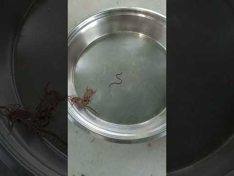 World war - 3 between Centipede , scorpion and Snake baby!  #news #latestnews