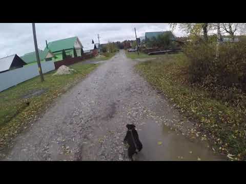 A walk with a Jagdterrier in cold autumn