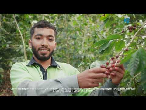 Tradición cafetalera: trabajo y dedicación en Escobal
