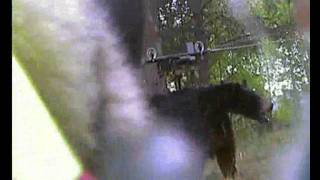 preview picture of video 'Tinka på wire bjørn test med dogcam. Frya 21.05.11'