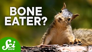 6 "Vegetarian" Animals that Will Give You Nightmares