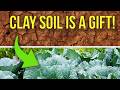 Your Clay Soil Isn't the Problem